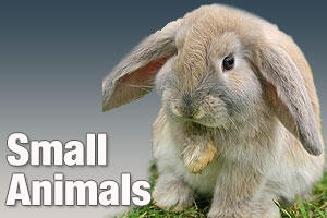 Pet products for small animals